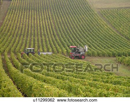 Stock Image -  France, Macon, Burgundy, Saone et Loire, Europe, Maconnais Wine Region, wine harvest, vineyards. Fotosearch