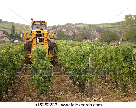 Stock Photo -  France, Macon, Burgundy, Saone et Loire, Europe, Maconnais Wine Region, wine harvest, vineyards. Fotosearch