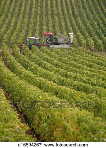 Stock Photo -  France, Macon, Burgundy, Saone et Loire, Europe, Maconnais Wine Region, wine harvest, vineyards. Fotosearch