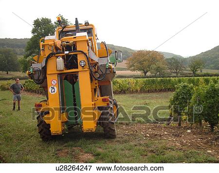 Stock Photo -  France, Macon, Burgundy, Saone et Loire, Europe, Maconnais Wine Region, wine harvest, vineyards. Fotosearch