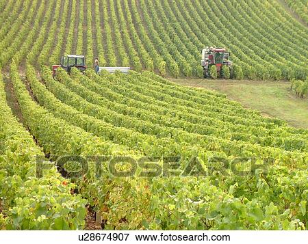 Stock Photo -  France, Macon, Burgundy, Saone et Loire, Europe, Maconnais Wine Region, wine harvest, vineyards. Fotosearch