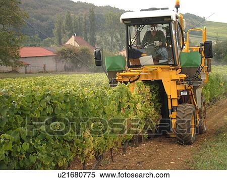 Stock Photography -  France, Macon, Burgundy, Saone et Loire, Europe, Maconnais Wine Region, wine harvest, vineyards. Fotosearch