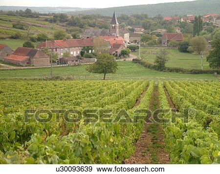 France, Martailly-les-Brancion, Burgundy, Saone et Loire, Europe, Maconnais Wine Region, wine harvest, vineyards View Large Photo Image Stock Photo - France, Martailly-les-Brancion, Burgundy, Saone et Loire, Europe, Maconnais Wine Region, wine harvest, vineyards. Fotosearch