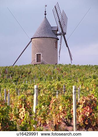 Stock Image -  France, Moulin a Vent, RomanFche Thorins, Rhone-Alpes, Europe, Beaujolais Region, windmill, vineyards, wine producing region. Fotosearch