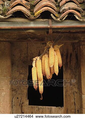 Picture -  France, Ozenay, Burgundy, Saone et Loire, Europe, Maconnais Wine Region, dried corn cobs hanging from side of old barn with old tile roof. Fotosearch