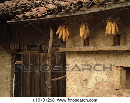Stock Photo -  France, Ozenay, Burgundy, Saone et Loire, Europe, Maconnais Wine Region, dried corn cobs hanging from side of old barn with old tile roof. Fotosearch
