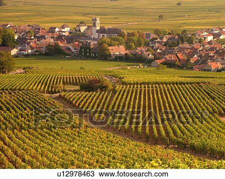 France, Pommard, Burgundy, Cote de Beaune, Cote d'Or, Europe, Burgundy Wine Region, vineyards, village View Large Photo Image Stock Image - France, Pommard, Burgundy, Cote de Beaune, Cote d'Or, Europe, Burgundy Wine Region, vineyards, village. Fotosearch