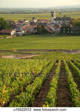 Stock Image -  France, Pommard, Burgundy, Cote de Beaune, Cote d'Or, Europe, Burgundy Wine Region, vineyards, village. Fotosearch