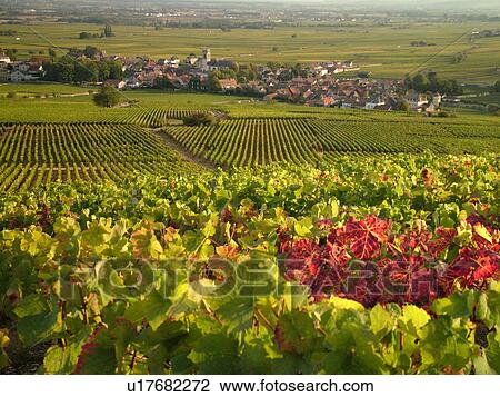 France, Pommard, Burgundy, Cote de Beaune, Cote d'Or, Europe, Burgundy Wine Region, vineyards, village View Large Photo Image Stock Image - France, Pommard, Burgundy, Cote de Beaune, Cote d'Or, Europe, Burgundy Wine Region, vineyards, village. Fotosearch