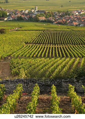 France, Pommard, Burgundy, Cote de Beaune, Cote d'Or, Europe, Burgundy Wine Region, vineyards, village View Large Photo Image Stock Image - France, Pommard, Burgundy, Cote de Beaune, Cote d'Or, Europe, Burgundy Wine Region, vineyards, village. Fotosearch