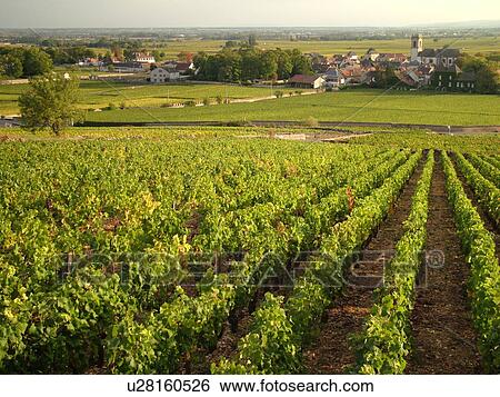 France, Pommard, Burgundy, Cote de Beaune, Cote d'Or, Europe, Burgundy Wine Region, vineyards, village View Large Photo Image Stock Photograph - France, Pommard, Burgundy, Cote de Beaune, Cote d'Or, Europe, Burgundy Wine Region, vineyards, village. Fotosearch