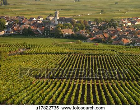 Stock Photography -  France, Pommard, Burgundy, Cote de Beaune, Cote d'Or, Europe, Burgundy Wine Region, vineyards, village. Fotosearch