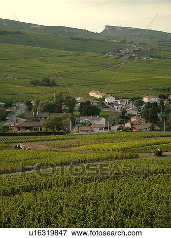 France, Pouilly Fuisse, Soane et Loire, Europe, Beaujolais Region, Pouilly Fuisse Region, village, vineyards, wine producing region View Large Photo Image Stock Photo - France, Pouilly Fuisse, Soane et Loire, Europe, Beaujolais Region, Pouilly Fuisse Region, village, vineyards, wine producing region. Fotosearch