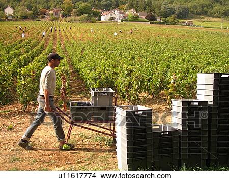 Picture -  France, Rully, Burgundy, Saone et Loire, Europe, Burgundy Wine Region, wine harvest, vineyard. Fotosearch