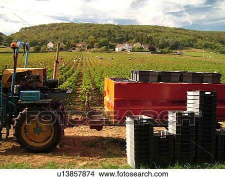 France, Rully, Burgundy, Saone et Loire, Europe, Burgundy Wine Region, wine harvest, vineyard View Large Photo Image Picture - France, Rully, Burgundy, Saone et Loire, Europe, Burgundy Wine Region, wine harvest, vineyard. Fotosearch