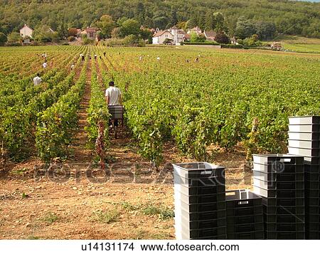 Picture -  France, Rully, Burgundy, Saone et Loire, Europe, Burgundy Wine Region, wine harvest, vineyard. Fotosearch