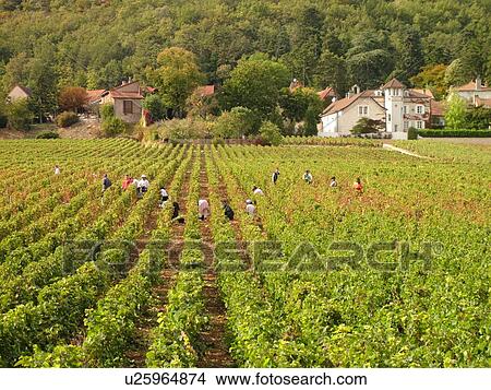 France, Rully, Burgundy, Saone et Loire, Europe, Burgundy Wine Region, wine harvest, vineyard View Large Photo Image Picture - France, Rully, Burgundy, Saone et Loire, Europe, Burgundy Wine Region, wine harvest, vineyard. Fotosearch