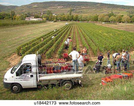 France, Santenay, Burgundy, Cote de Beaune, Cote d'Or, Europe, Burgundy Wine Region, wine harvest, vineyards View Large Photo Image Stock Image - France, Santenay, Burgundy, Cote de Beaune, Cote d'Or, Europe, Burgundy Wine Region, wine harvest, vineyards. Fotosearch