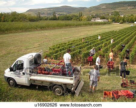 Stock Photograph -  France, Santenay, Burgundy, Cote de Beaune, Cote d'Or, Europe, Burgundy Wine Region, wine harvest, vineyards. Fotosearch