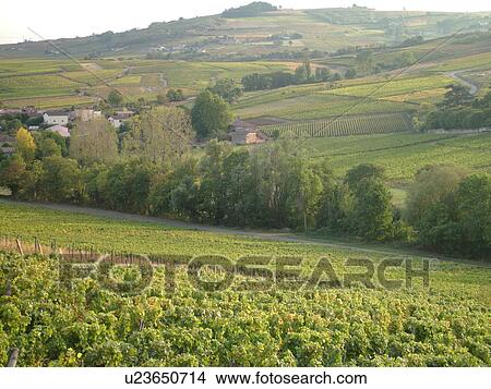 France, Soane et Loire, Europe, Beaujolais Region, vineyards, wine producing region View Large Photo Image Picture - France, Soane et Loire, Europe, Beaujolais Region, vineyards, wine producing region. Fotosearch