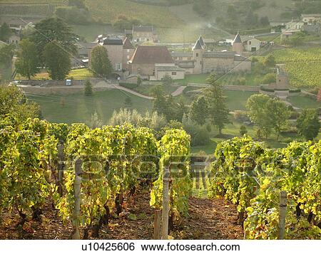 Stock Photograph -  France, Soane et Loire, Europe, Beaujolais Region, vineyards, wine producing region. Fotosearch