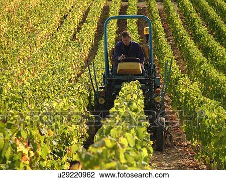 France, St. Aubin, Burgundy, Cote de Beaune, Cote d'Or, Europe, Burgundy Wine Region, vineyard, cultivating View Large Photo Image Stock Image - France, St. Aubin, Burgundy, Cote de Beaune, Cote d'Or, Europe, Burgundy Wine Region, vineyard, cultivating. Fotosearch