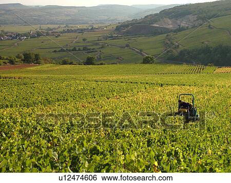 Stock Photograph -  France, St. Aubin, Burgundy, Cote de Beaune, Cote d'Or, Europe, Burgundy Wine Region, vineyard, cultivating. Fotosearch