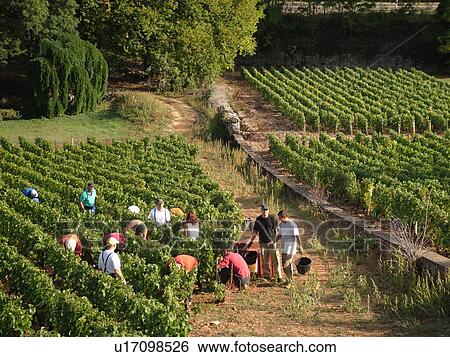 France, St. Aubin, Burgundy, Cote de Beaune, Cote d'Or, Europe, Burgundy Wine Region, wine harvest, vineyard View Large Photo Image Stock Photograph - France, St. Aubin, Burgundy, Cote de Beaune, Cote d'Or, Europe, Burgundy Wine Region, wine harvest, vineyard. Fotosearch