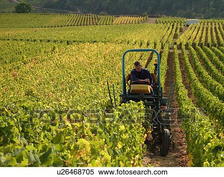 France, St. Aubin, Burgundy, Cote de Beaune, Cote d'Or, Europe, Burgundy Wine Region, vineyard, cultivating View Large Photo Image Stock Photography - France, St. Aubin, Burgundy, Cote de Beaune, Cote d'Or, Europe, Burgundy Wine Region, vineyard, cultivating. Fotosearch