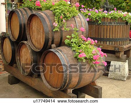 Picture -  France, Tournus, Burgundy, Saone et Loire, Europe, Maconnais Wine Region, wine barrels and wine press decorated with flowers. Fotosearch