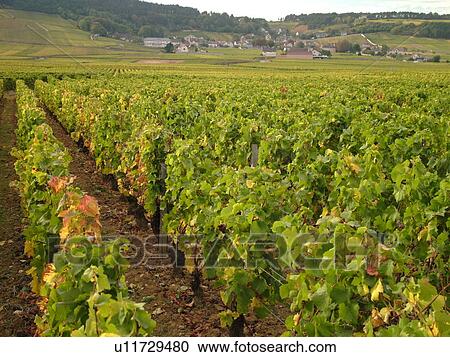 Stock Image -  France, Volnay, Burgundy, Cote de Beaune, Cote d'Or, Europe, Burgundy Wine Region, vineyards. Fotosearch