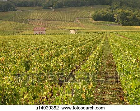 Stock Image -  France, Vougeot, Burgundy, Cote de Nuits, Cote d'Or, Europe, Burgundy Wine Region, Clos Vougeot, winery, vineyards. Fotosearch