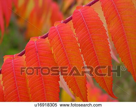 Stock Photography -  Groton, VT, Vermont, Groton State Forest, fall foliage, colorful sumac leaves in autumn. Fotosearch