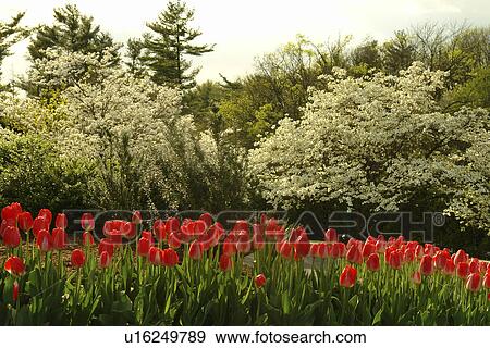 Stock Photo -  Hershey, PA, Pennsylvania, The Hotel Hershey grounds, red tulips, white dogwoods. Fotosearch