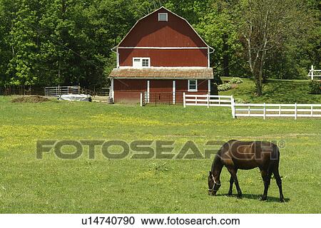 Stock Image -  Holmes County, OH, Ohio, farm, horse, barn. Fotosearch