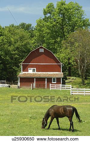 Stock Image -  Holmes County, OH, Ohio, farm, horse, barn. Fotosearch