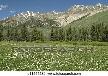 ID, Idaho, Sawtooth National Recreation Area, Sawtooth National Forest, Rt. 75, scenic route View Large Photo Image Stock Photo - ID, Idaho, Sawtooth National Recreation Area, Sawtooth National Forest, Rt. 75, scenic route. Fotosearch