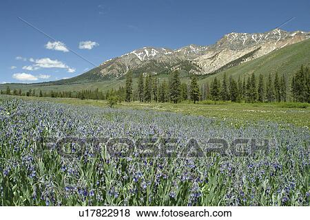 ID, Idaho, Sawtooth National Recreation Area, Sawtooth National Forest, Rt. 75, scenic route View Large Photo Image Stock Photo - ID, Idaho, Sawtooth National Recreation Area, Sawtooth National Forest, Rt. 75, scenic route. Fotosearch