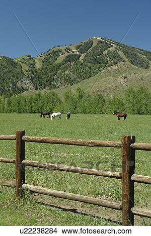 Ketchum, Sun Valley, ID, Idaho, Bald Mountain, pasture, horses View Large Photo Image Picture - Ketchum, Sun Valley, ID, Idaho, Bald Mountain, pasture, horses. Fotosearch