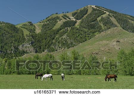 Stock Image -  Ketchum, Sun Valley, ID, Idaho, Bald Mountain, pasture, horses. Fotosearch