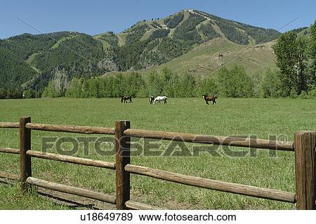 Ketchum, Sun Valley, ID, Idaho, Bald Mountain, pasture, horses View Large Photo Image Stock Photo - Ketchum, Sun Valley, ID, Idaho, Bald Mountain, pasture, horses. Fotosearch