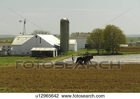 Stock Image -  Lancaster County, PA, Pennsylvania, Amish, plowing, team of horses, farming. Fotosearch