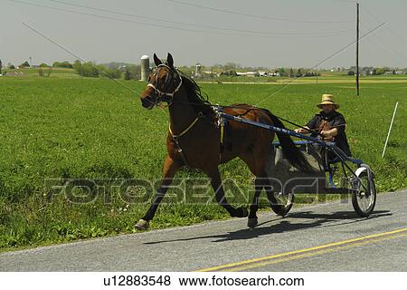 Lancaster County, PA, Pennsylvania, Amish, horse and open buggy View Large Photo Image Stock Photo - Lancaster County, PA, Pennsylvania, Amish, horse and open buggy. Fotosearch