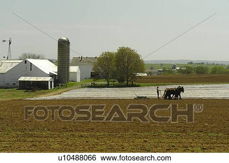 Lancaster County, PA, Pennsylvania, Amish, plowing, team of horses, farming View Large Photo Image Stock Photograph - Lancaster County, PA, Pennsylvania, Amish, plowing, team of horses, farming. Fotosearch