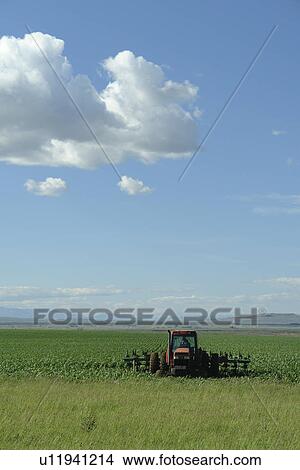 Lincoln County, ID, Idaho, farm equipment, farming, field, cultivating, plowing View Large Photo Image Picture - Lincoln County, ID, Idaho, farm equipment, farming, field, cultivating, plowing. Fotosearch