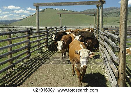 Stock Photo -  Obsidian, ID, Idaho, cows, beef cattle, roundup. Fotosearch