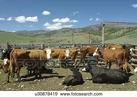 Stock Photo -  Obsidian, ID, Idaho, cows, beef cattle, roundup. Fotosearch