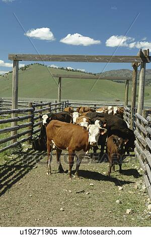 Stock Photography -  Obsidian, ID, Idaho, cows, beef cattle, roundup. Fotosearch