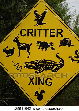 Orlando, FL, Florida, warning sign, critter crossing View Large Photo Image Stock Image - Orlando, FL, Florida, warning sign, critter crossing. Fotosearch