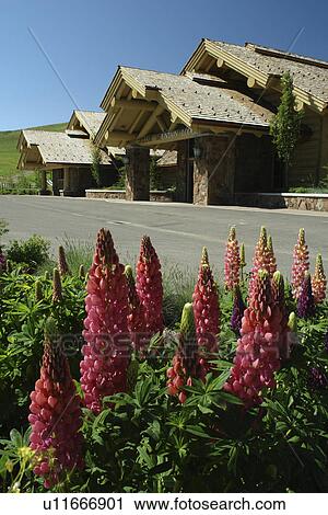 Stock Image -  Sun Valley, ID, Idaho, Dollar Mountain Lodge, Lupine Flowers. Fotosearch